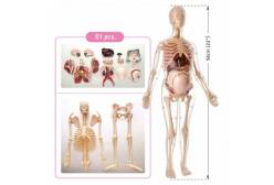 Анатомический набор Беременная женщина, 56 см